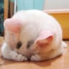 kittywww