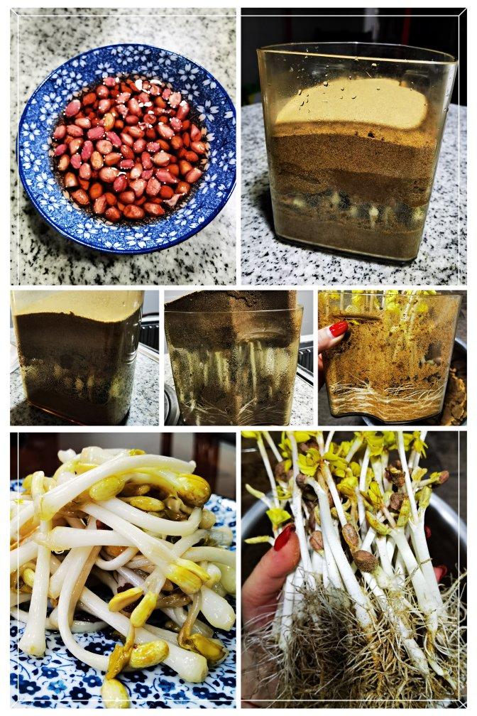 零失败发花生芽
