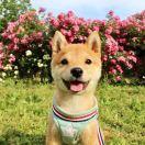 认真吃饭的鹏鹏