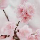 大肥猫的小橘子