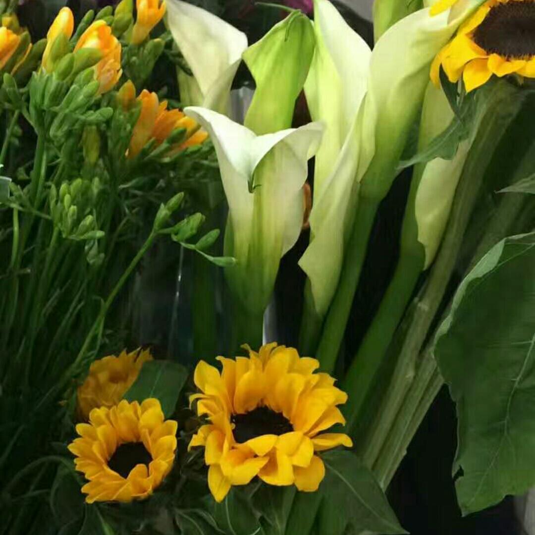 就想睡觉的考拉