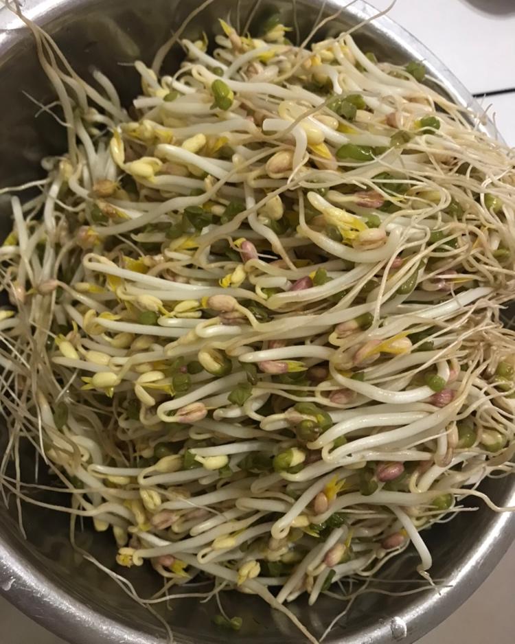 自发豆芽（可乐瓶发豆芽0失败！）