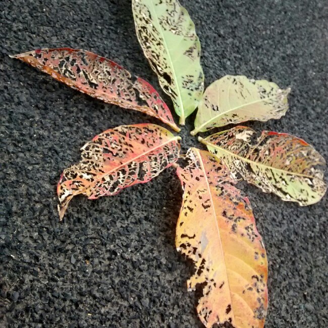 _四季豆_