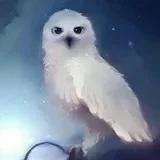 拉文克劳的小天使