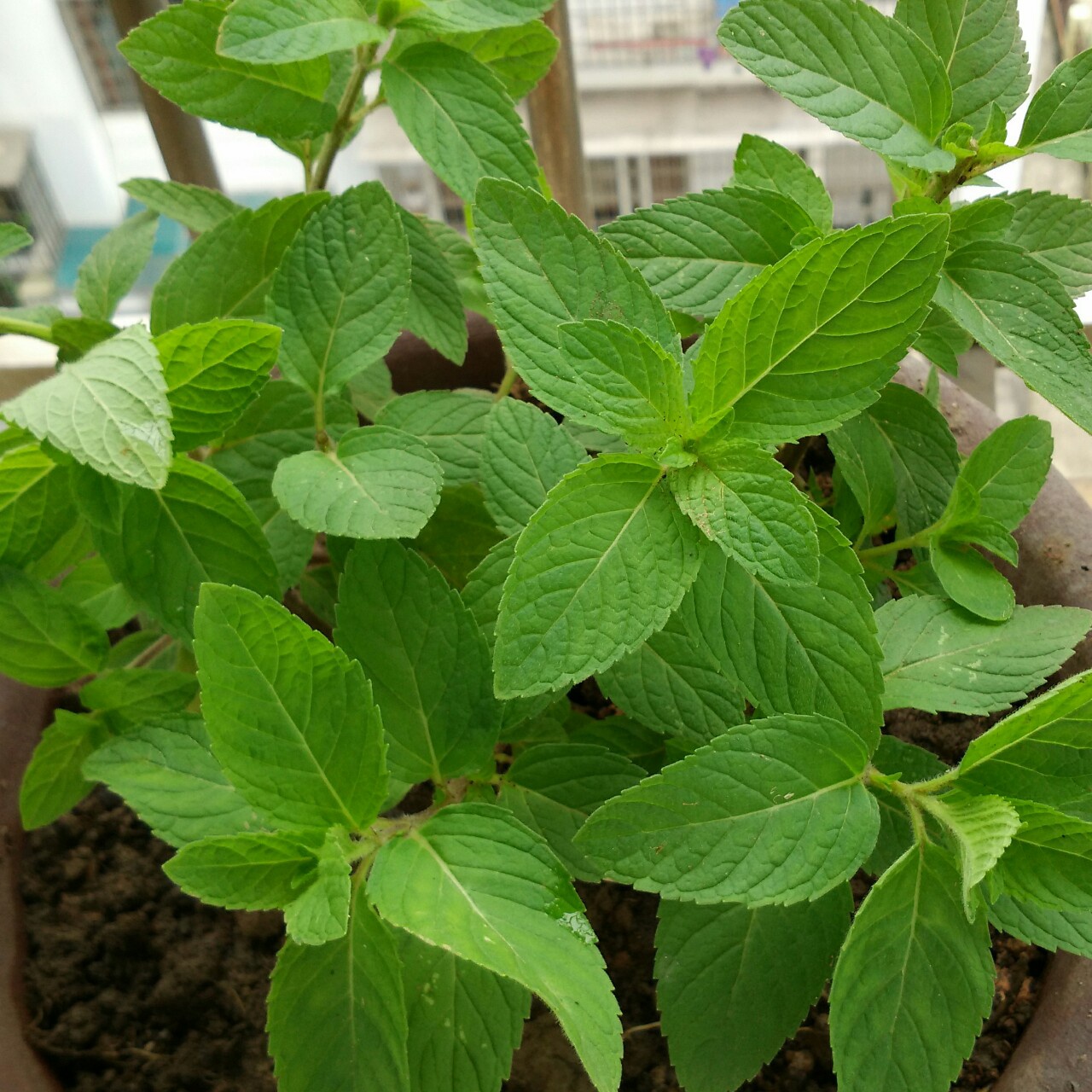 厨房里の香草花园