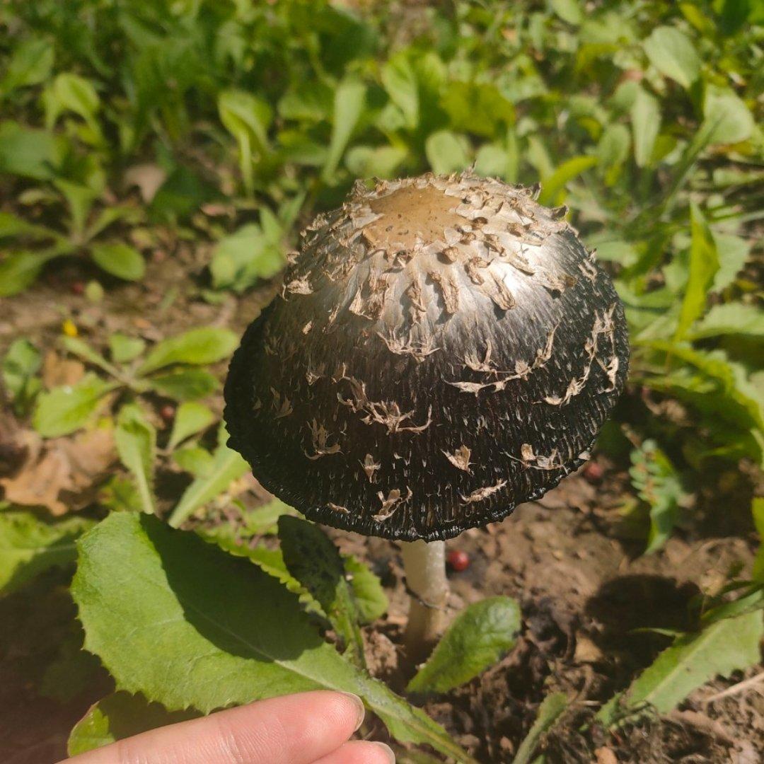 雨后蘑菇