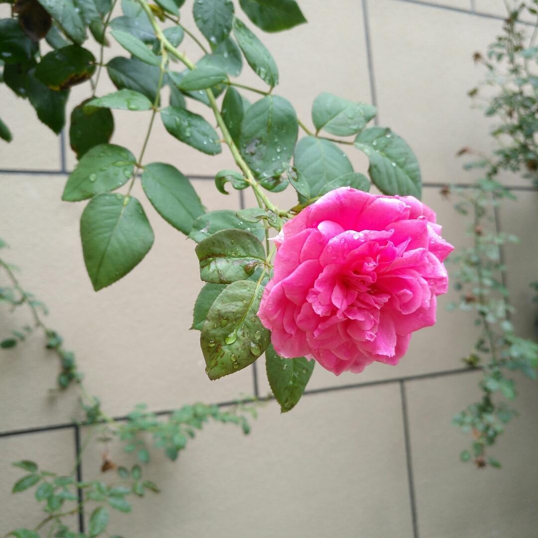 小萝莉-1