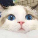 猫儿mm
