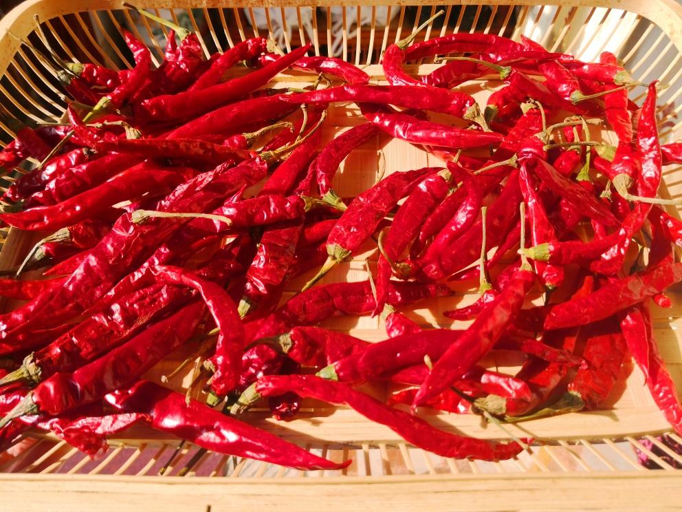 晒辣椒（把辣椒扎几个眼，辣椒干得更快）的做法