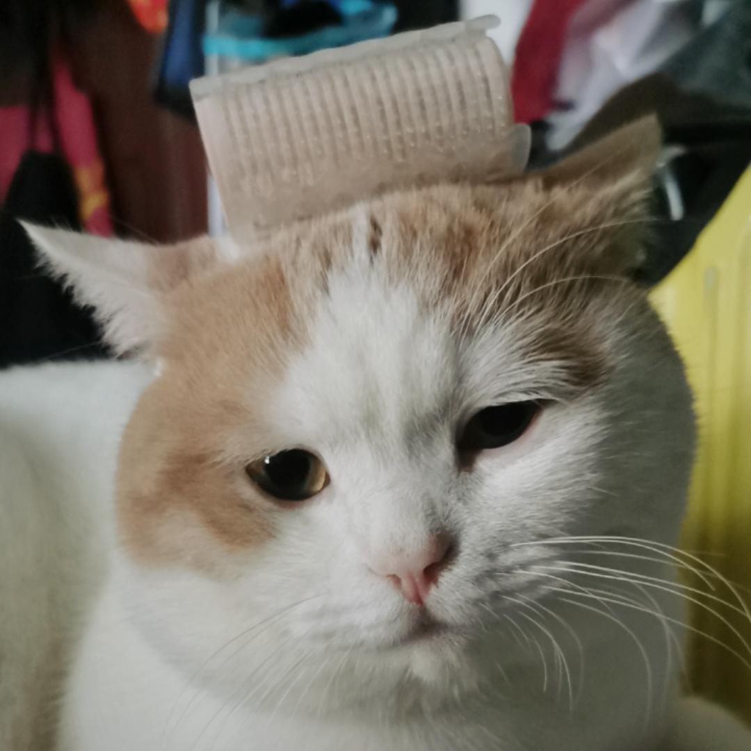 西瓜小屁