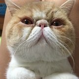 爱喝酸奶的夜猫猫