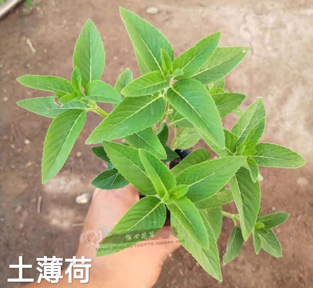 10 用自己种的薄荷可以做的美食集锦