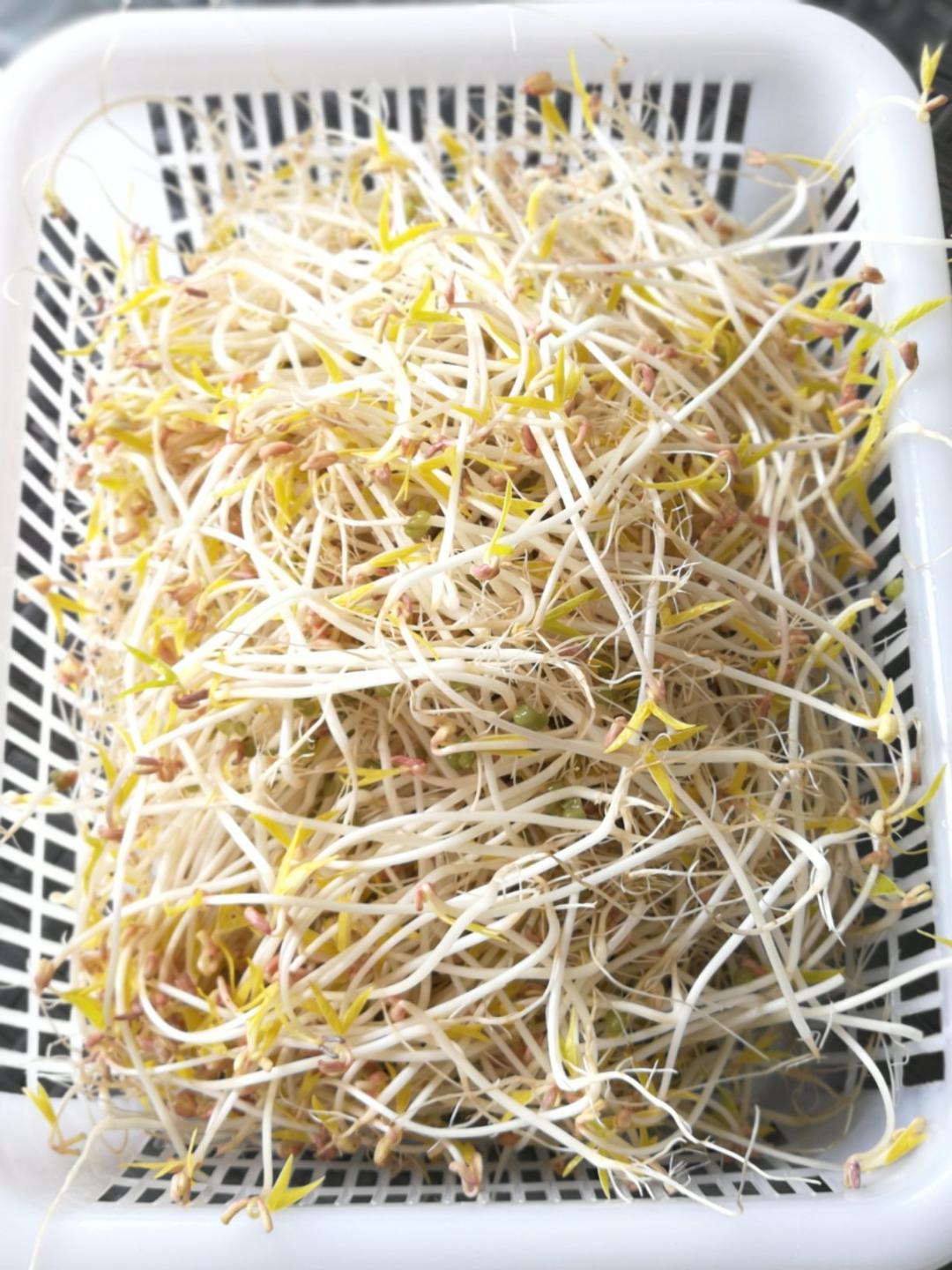 绿豆芽自己做(可乐瓶版)