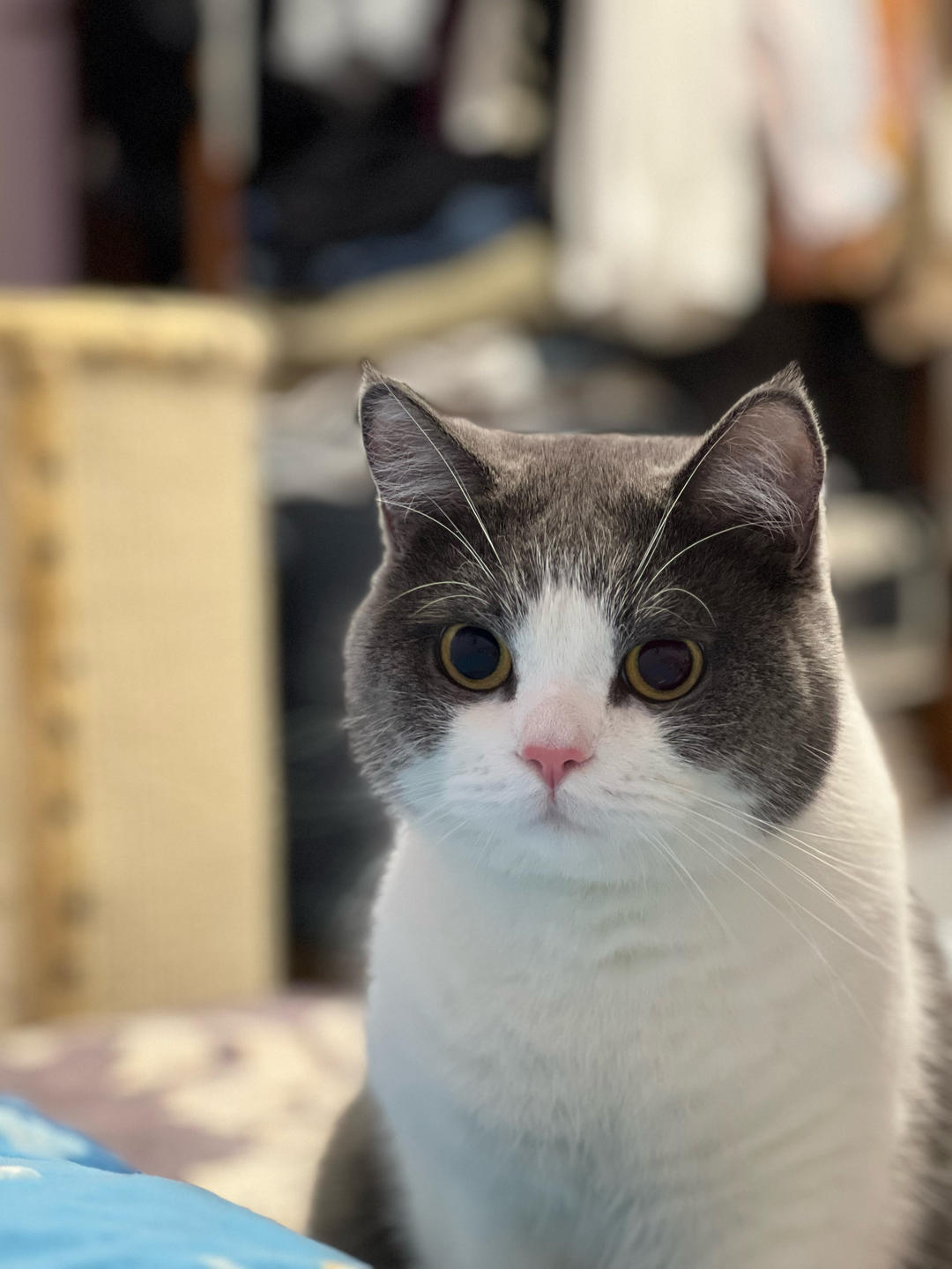 Yomi家有一只大蠢猫