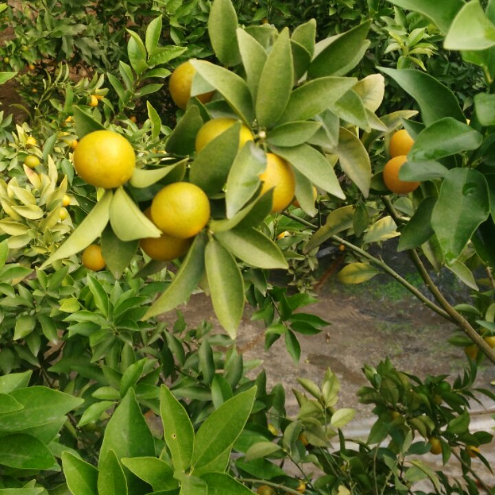 天之远山的厨房