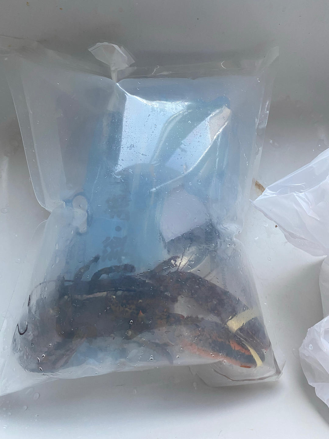 美味无敌的清蒸波士顿龙虾