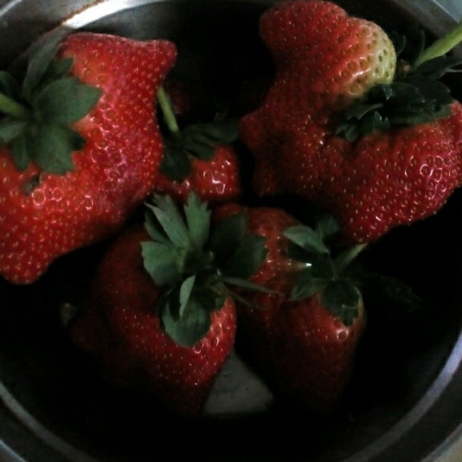 今冬第一颗草莓
