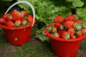 草莓酸奶盆栽的做法 步骤3