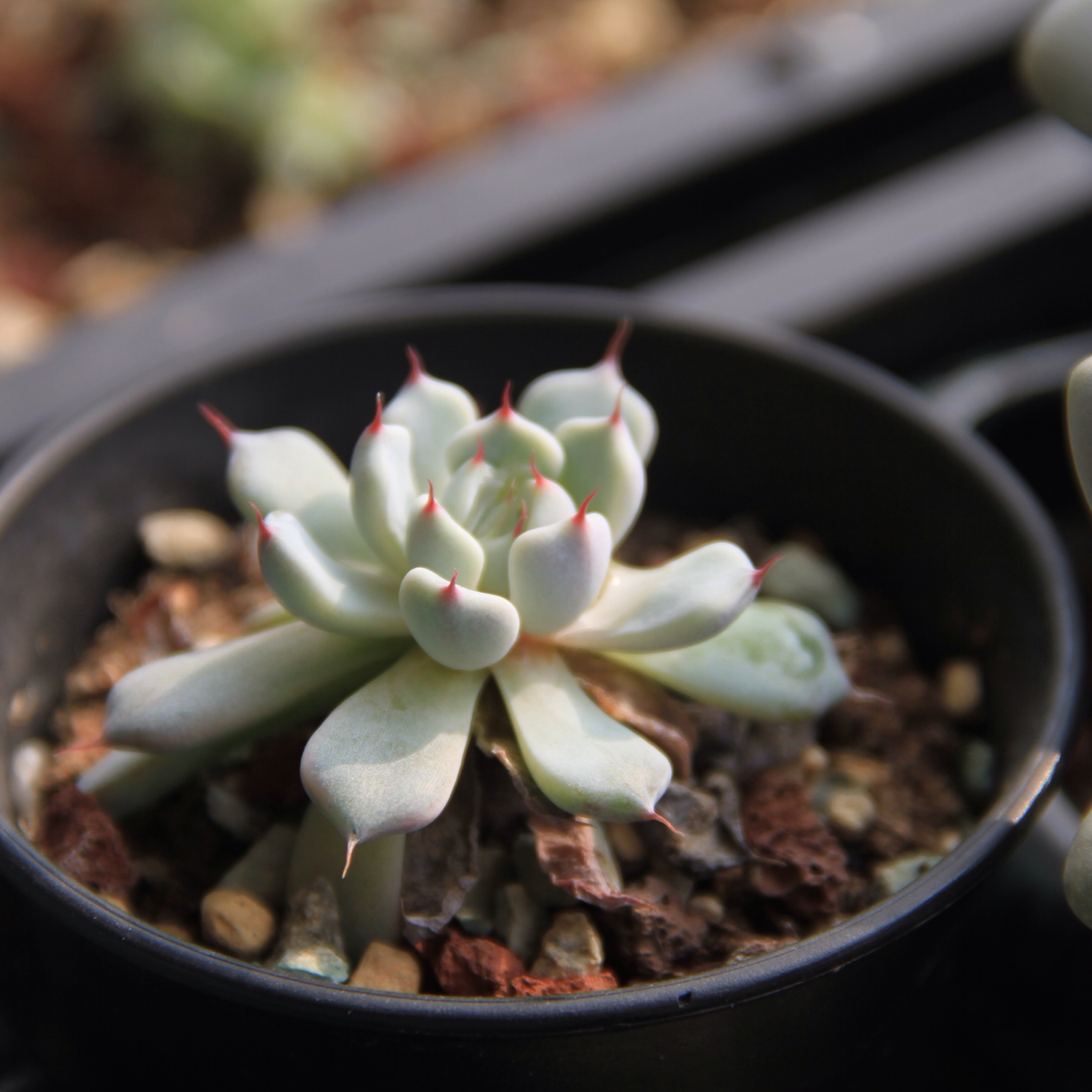 我们的厨房后花园