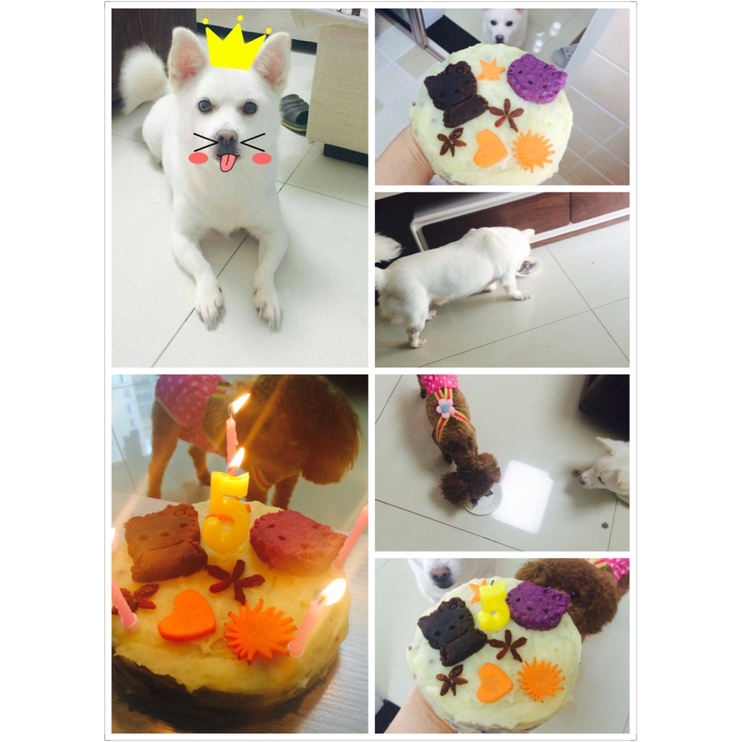 狗狗蛋糕 宠物蛋糕
