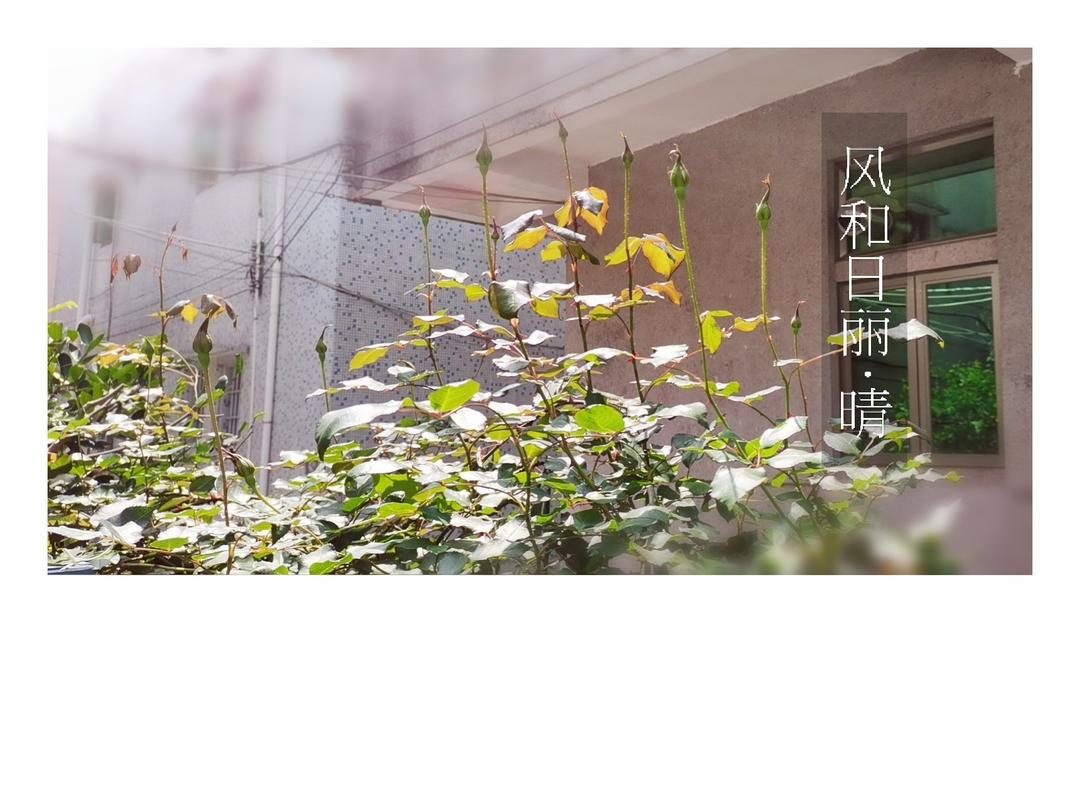 镜头下 园子里 生活中……
