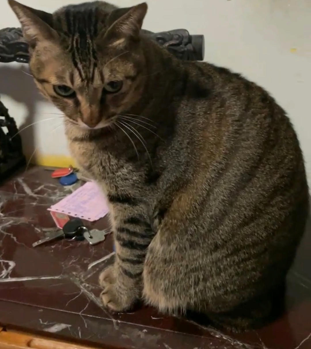 缨雅