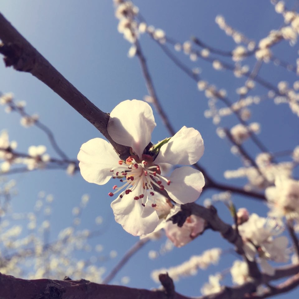 芒果酱酱酱酱酱