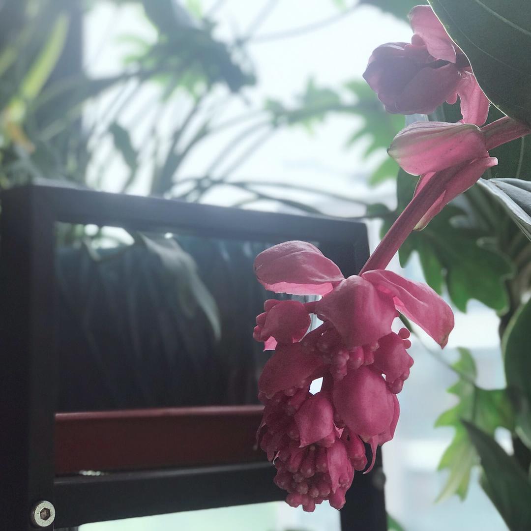 傻瓜M