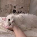 多吃辣椒子
