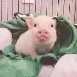 D个胖