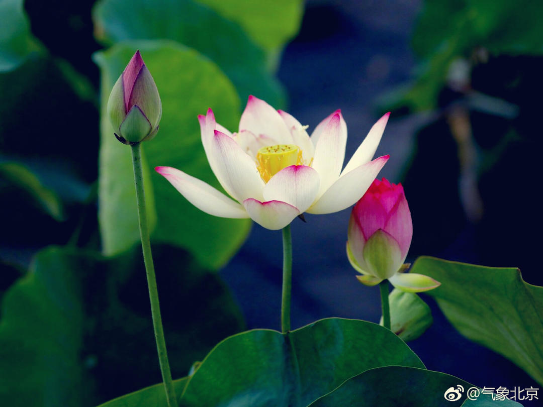 圆子粉