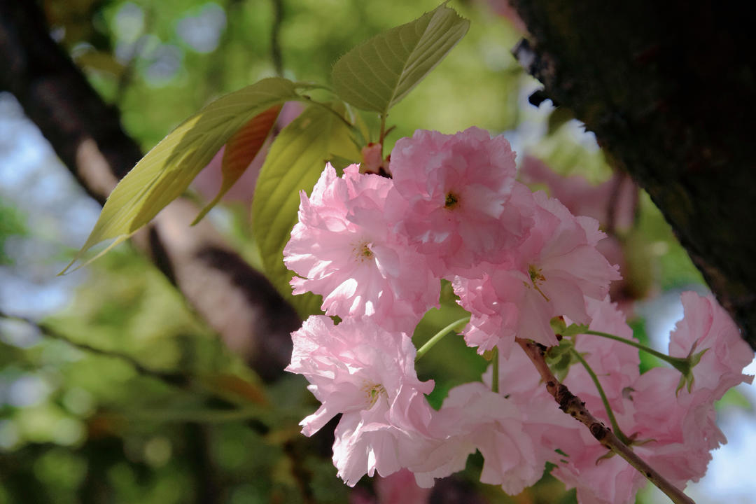 泡泡芙芙历险记
