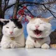 LaceCat
