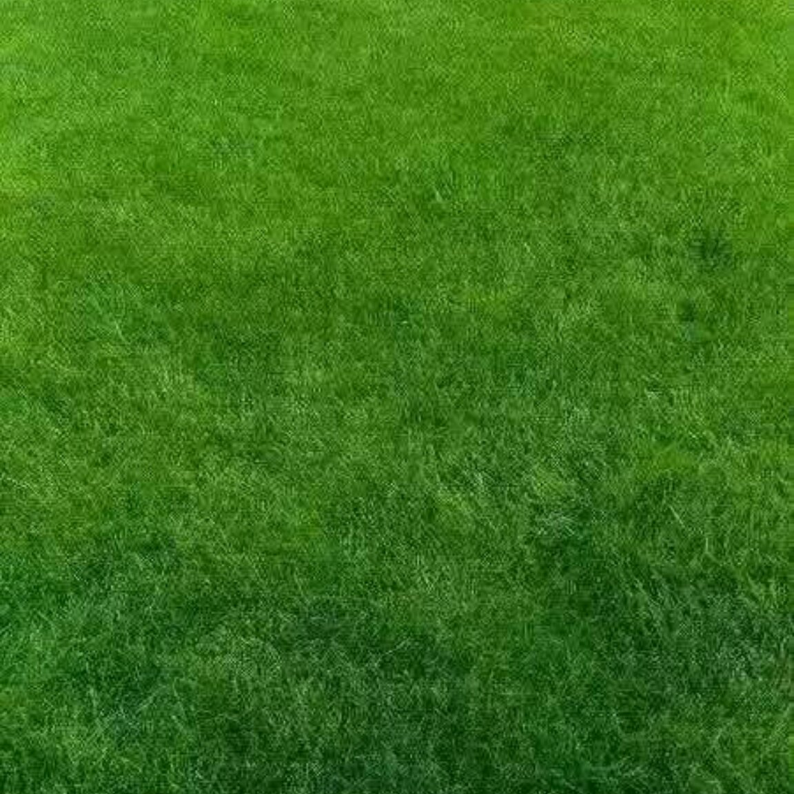 人丹草