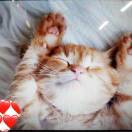 加油肥猫