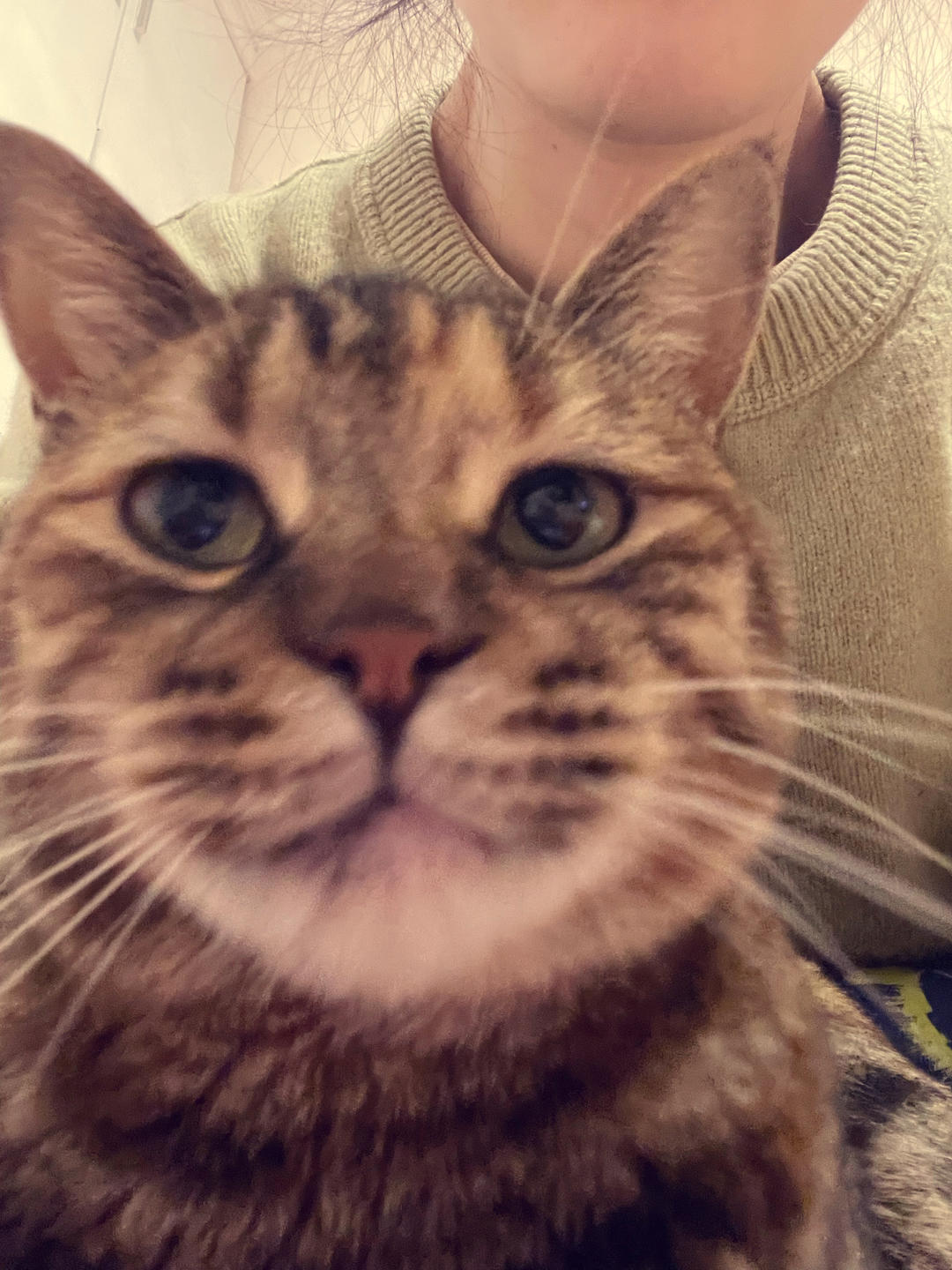 大大大猫子
