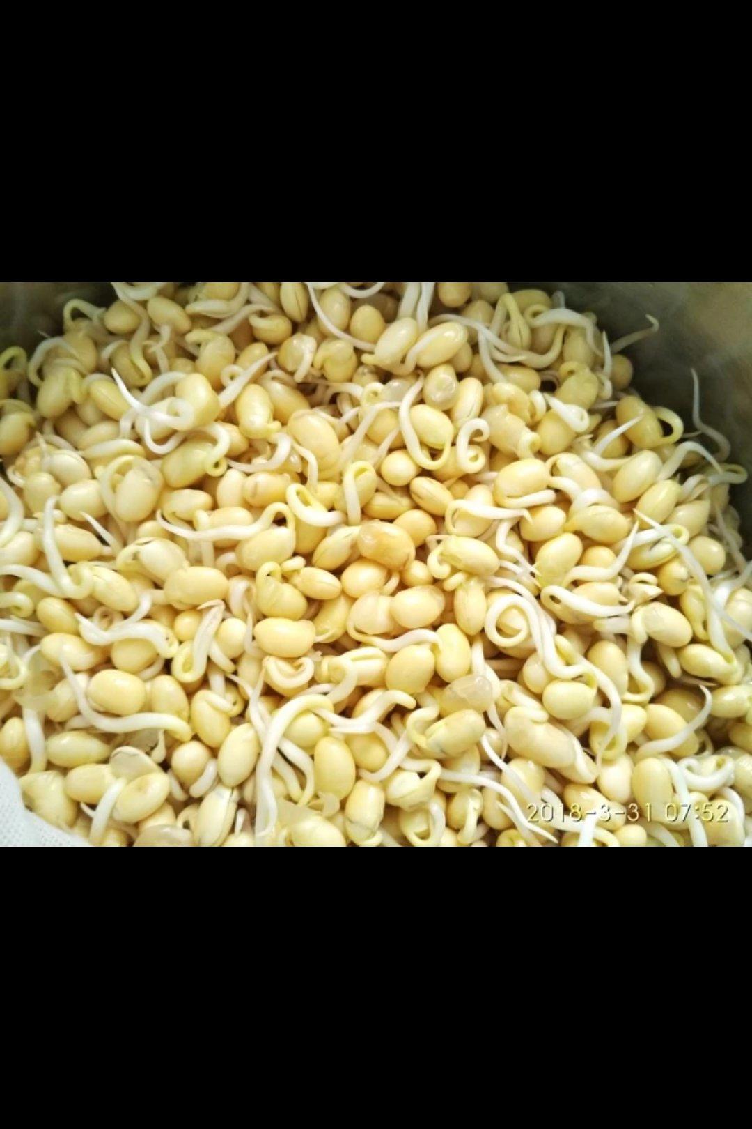 自制黄豆芽