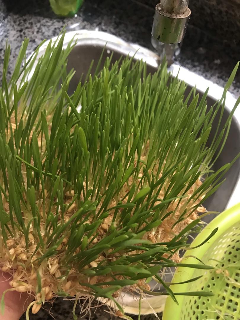 超简单的自制麦芽糖
