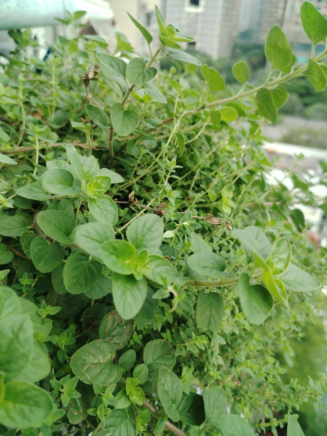 陽臺種上香料的幸福