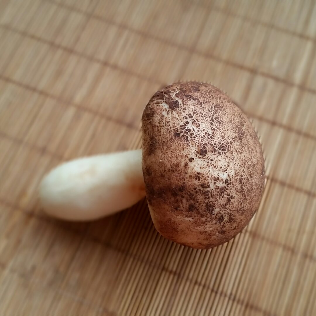 蘑菇包