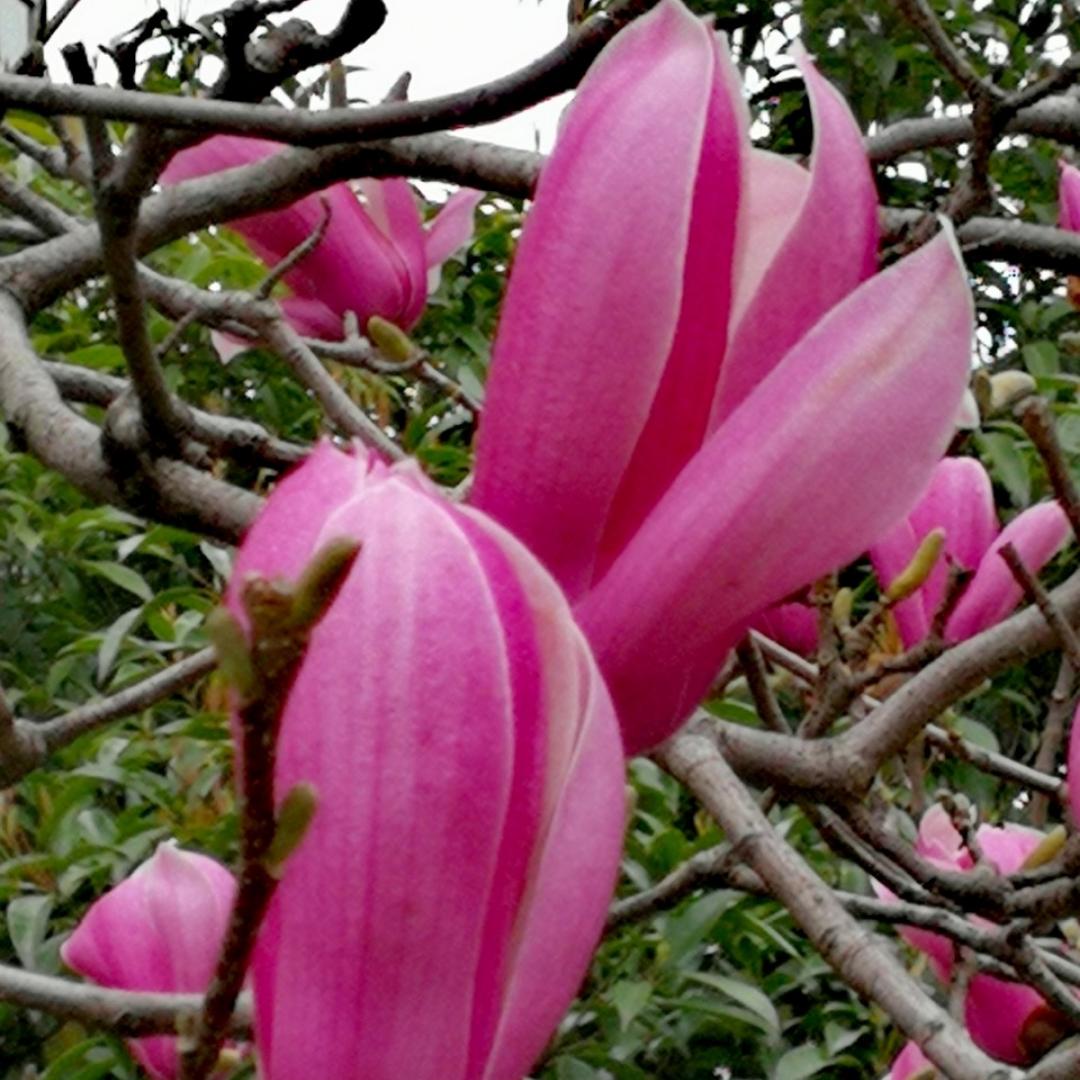 鲜花