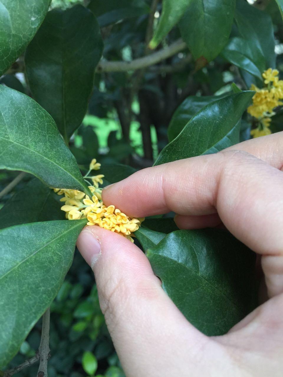 自制桂花糖的做法 步骤4