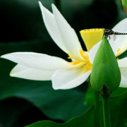 花开茉婯