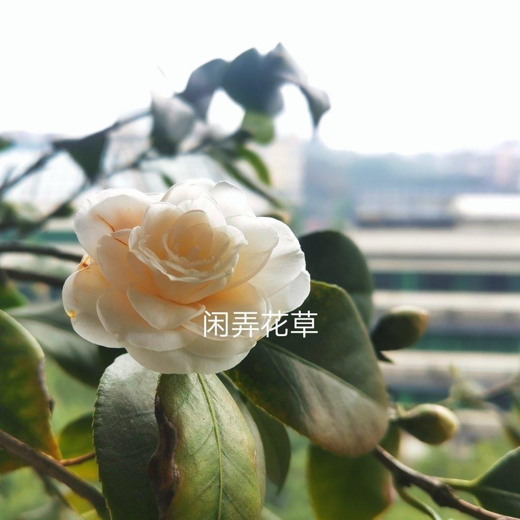 超美味👉黄金蛋炒饭