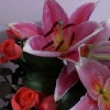 lily_bv3o
