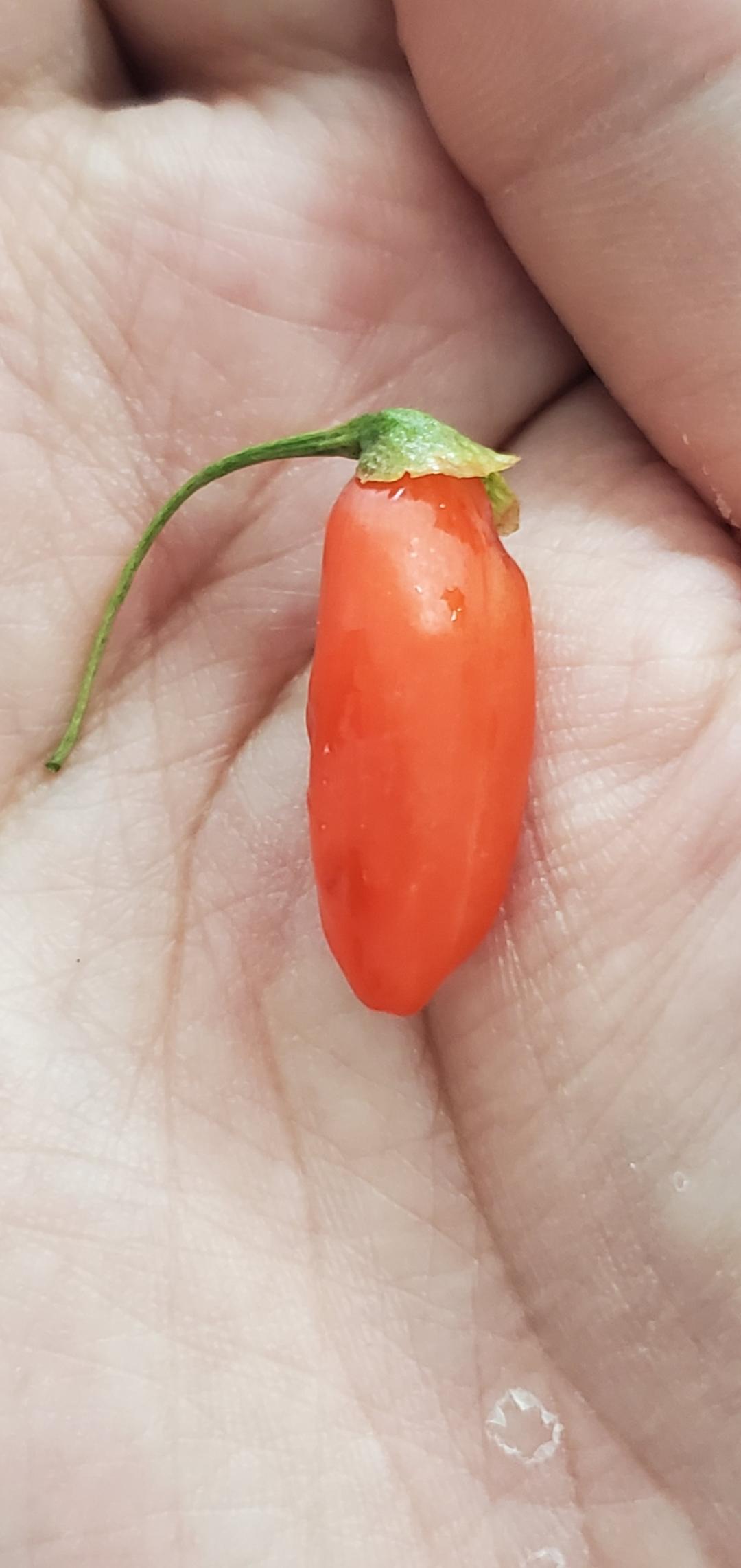 爱尝鲜的蔬果宇宙