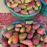 水果岛微信18876824043