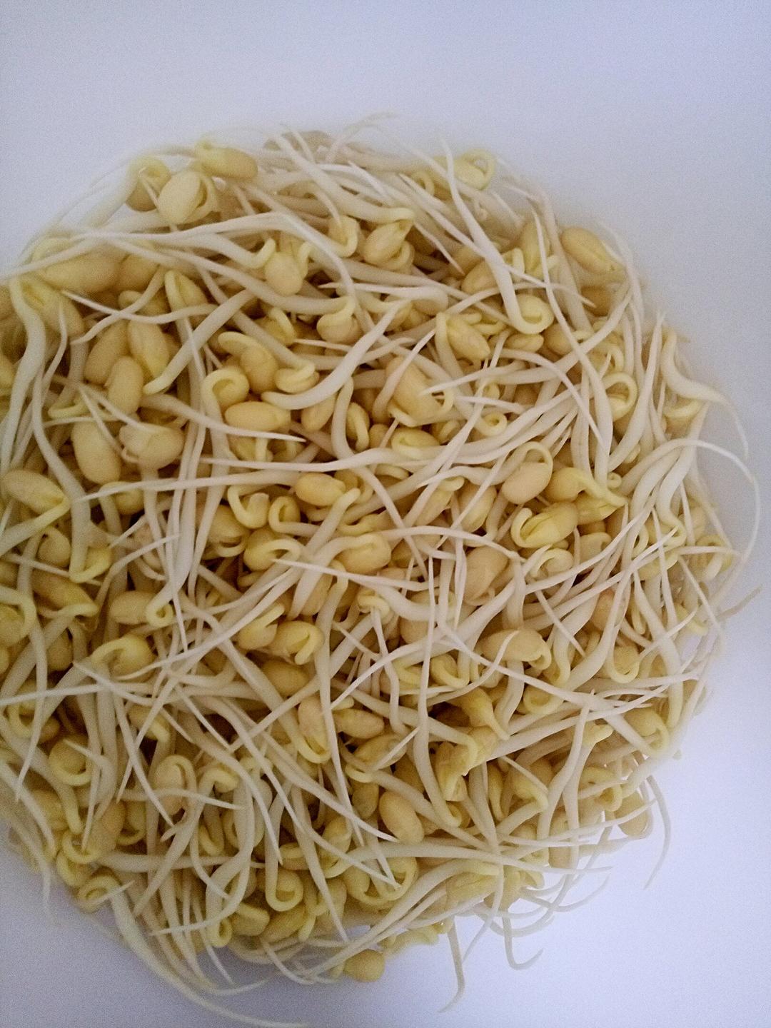 小林凛做的自制黄豆芽