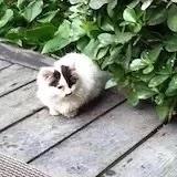 吃点草莓