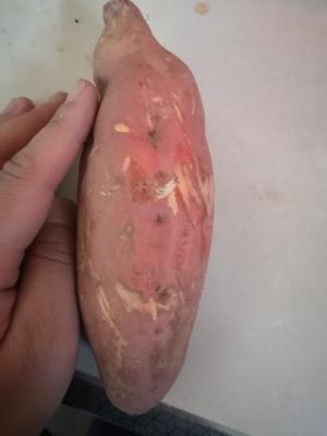 烤地瓜烤红薯（烤箱版）的做法 步骤1